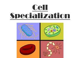 What is cell differentiation and why is it important? Cell Specialization Ppt Video Online Download