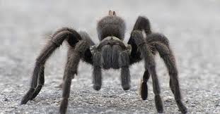 Some of the world's most dangerous spiders are aggressive and will not hesitate to attack humans with little provocation. Identify The Deadly Spiders Of North America Shtfpreparedness Spider Bites Hobo Spider Brown Recluse