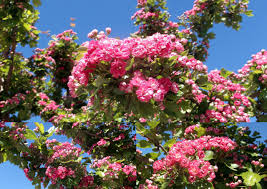 Rosa Bluten Am Baum Rosa Blute Blumen Natur