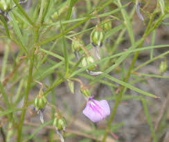 Image result for Afrohybanthus enneaspermus