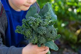 How do you plant broccoli? How To Grow And Harvest Fresh Broccoli This Winter