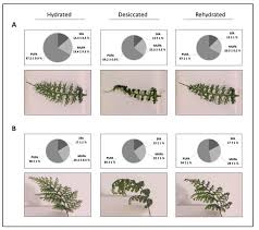 Image result for Xerophyta scabrida