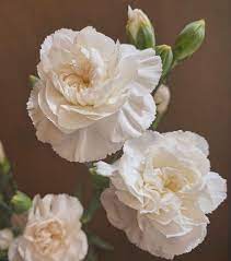 Check out our corpus christi map selection for the very best in unique or custom, handmade pieces from our prints shops. White Carnations Carnation Flower Wedding Flowers Flowers Near Me White Carnations Wholesale Flowers Carnation Flower