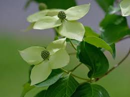 Image result for Pandiaka confusa