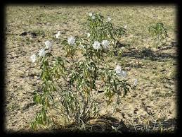 Image result for Ipomoea verbascoidea