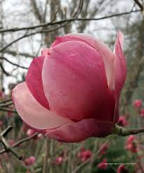 Image result for magnolia soulangeana