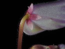 Image result for Vernonia gerberiformis