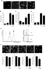 Millers green (sneinton) management company limited. Cell Cycle Phase Regulates Glucocorticoid Receptor Function