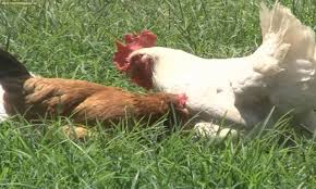 ufugaji kuku wa kienyeji