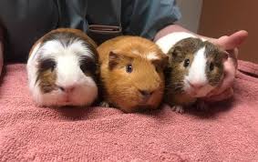 Maybe you would like to learn more about one of these? Meet Our Veterinarians At Arbor View Animal Hospital