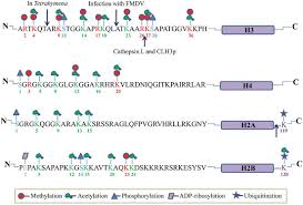 Lys residues in proteins may be acetylated by acetyltransferases and deacetylated by histone deacetylases (hdacs) or sirtuins. 1 Post Translational Modifications And Proteolytic Cleavage Of Histone Download Scientific Diagram