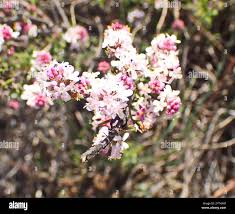 Image result for Selago cecilae