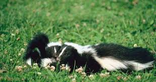 How In The World Do You Get A Stuck Skunk Out Of A Bottle Yankee Classic In 2020 Getting Rid Of Skunks Skunk Repellent Skunk
