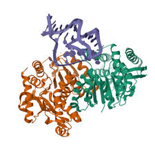 Image result for Phylica emirnensis