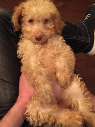 1) you can have us fly your goldendoodle puppy in the cabin on our lap to colorado ourselves or with a puppy nanny that's part of our program! Goldendoodle Puppies For Sale Colorado Springs Co 307004