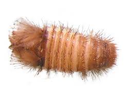 Here are 4 tips from the pest control experts at american pest to help you and your family to avoid having to deal with the problems associated with these cryptic insects. Carpet Beetle Pest Control And Extermination Service Mississauga Pest Control