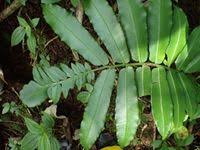 Image result for Marattiaceae