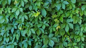 Image result for Parthenocissus quinquefolia