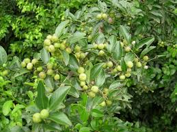 Image result for Scutia