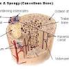 The hard cortical tissue can be invaded by cells that destroy the bone, called osteoclasts, only to have new bone laid down by secondary osteoblasts. 1