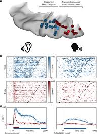 Check spelling or type a new query. Language Prediction Mechanisms In Human Auditory Cortex Nature Communications