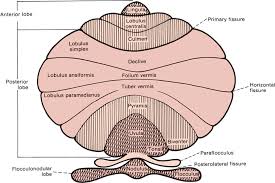 Image result for Cerebellar Function Test