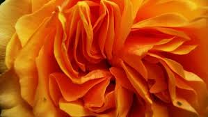 The great collection of orange rose wallpaper hd for desktop, laptop and mobiles. Orange Rose Images Free Stock Photos Download 4 143 Free Stock Photos For Commercial Use Format Hd High Resolution Jpg Images