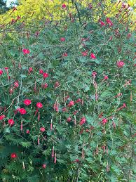 Image result for Ipomoea quamoclit