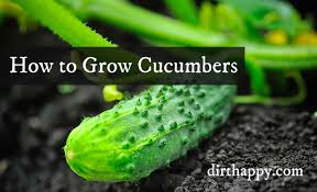 Maybe you would like to learn more about one of these? Growing Cucumbers How To Grow Cucumbers In Your Garden Dirthappy