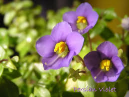 Image result for Exacum