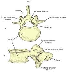 Image result for Lumbar vertebrae