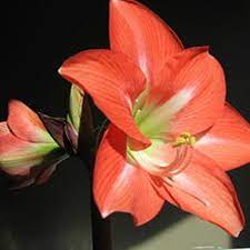 Make Amaryllis Flowers Last Longer Horticulture