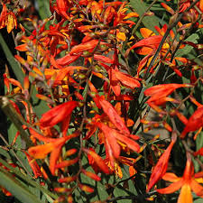 Image result for Crocosmia aurea