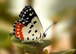 Pin De Lee Foon Yang En Butterfly Mariposas Bonitas Especies De Mariposas Mariposas