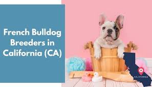 French bulldogs are happiest by their owner's side and will misbehave if ignored. 28 French Bulldog Breeders In California Ca French Bulldog Puppies For Sale Animalfate