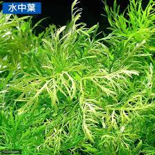 ウォーターウィステリア マーブル 水上葉 無農薬 3本 チャーム