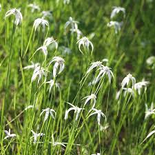 Image result for Rhynchosia nyasica