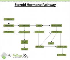 Hidden Hormone Hustler Whats Stealing Hormonal Balance
