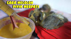 Olahan burung dara berikut ini bisa kamu masak di rumah dengan bumbu sederhana dengan hasil rasa yang tiada duanya! Cara Meloloh Piyik Merpati Balap Yang Benar Cocok Untuk Merpati Free Fly Youtube