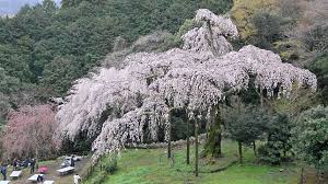 Maybe you would like to learn more about one of these? Mengenal Jenis Jenis Bunga Sakura Bunga Kebanggaan Negara Jepang Japanese Station Line Today