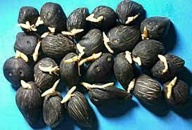 Genus ini memiliki dua spesies anggota. Kelapa Sawit Agrindo