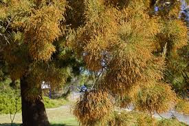 What's the definition of drooping branches in thesaurus? Drooping She Oak Allocasuarina Verticillata Poi Australia