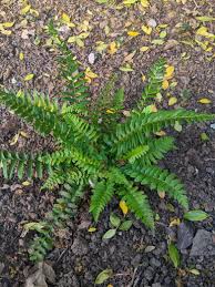 Image result for Polystichum transvaalense