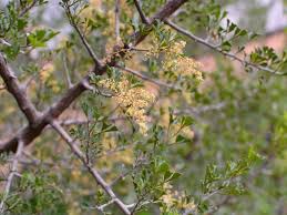 Image result for Searsia rogersii