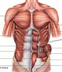 We did not find results for: Chest Muscles Diagram Quizlet