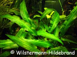 These beautiful aquatic plants have an endless list of variants and make beautiful mid ground additions to planted aquariums. Wasserkelche Cryptocorynen Als Aquarienpflanzen