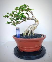 Image result for Premna