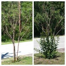 This will give the plant a more uniform appearance. Crape Myrtle Cut Back Neil Sperry S Gardens