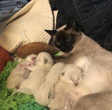 Siamese Mama Piya Is Such A Good Mama Cats Cute Animals Mama Cat