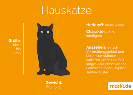 hauskatze charakter aussehen geschichte markt de hauskatze katzen katzenrassen